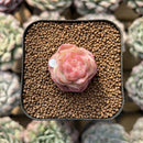 Echeveria 'Daiquiri' 1" Jelly Type Hybrid Succulent Plant Cutting
