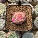 Echeveria 'Daiquiri' 1" Jelly Type Hybrid Succulent Plant Cutting