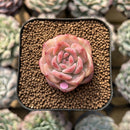 Echeveria 'Snow Lotus' 2" Succulent Plant Cutting