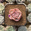 Echeveria 'Snow Lotus' 2" Succulent Plant Cutting