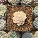 Echeveria 'White Swan' 1" Succulent Plant Cutting