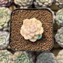 Echeveria 'White Swan' 1" Succulent Plant Cutting