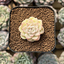 Echeveria 'White Swan' 1" Succulent Plant Cutting