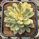 Echeveria Pulidonis Variegated 4"-5" Succulent Plant Cutting