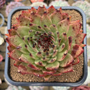 Echeveria Agavoides 'Maria' Crested 5" Large Succulent Plant Cutting