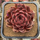 Echeveria 'Marine' Hybrid x 'Blood Maria' Hybrid 2"-3" Flower Village Hybrid Succulent Plant Cutting