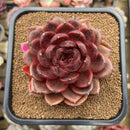 Echeveria 'Marine' Hybrid x 'Blood Maria' Hybrid 2"-3" Flower Village Hybrid Succulent Plant Cutting