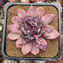 Echeveria Hybrid sp. Selected Clone 4" Flower Village Hybrid Succulent Plant Cutting