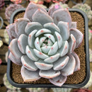 Echeveria 'Ivory' (Sanga) 4" Large Succulent Plant Cutting