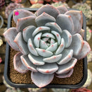 Echeveria 'Ivory' (Sanga) 4" Large Succulent Plant Cutting