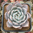 Echeveria 'Ivory' (Sanga) 4" Large Succulent Plant Cutting