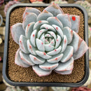 Echeveria 'Ivory' (Sanga) 4" Large Succulent Plant Cutting