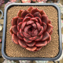 Echeveria 'Marine' Hybrid x 'Blood Maria' Hybrid 2"-3" Flower Village Hybrid Succulent Plant Cutting