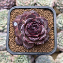 Echeveria 'Purple Oranda' 2" New Hybrid Succulent Plant Cutting