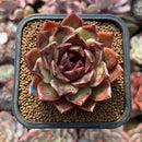 Echeveria 'Fushike' 2" Succulent Plant Cutting