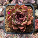 Echeveria 'Fushike' 2" Succulent Plant Cutting
