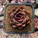 Echeveria 'Fushike' 2" Succulent Plant Cutting