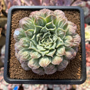 Echeveria 'Hearts Choice' 2"-3" Succulent Plant Cutting