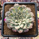 Echeveria 'Hearts Choice' 2"-3" Succulent Plant Cutting