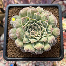Echeveria 'Hearts Choice' 2"-3" Succulent Plant Cutting