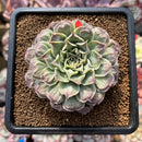 Echeveria 'Hearts Choice' 2"-3" Succulent Plant Cutting