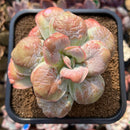 Echeveria 'Garden Bungalow' 4" Succulent Plant Cutting