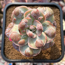 Echeveria 'Garden Bungalow' 4" Succulent Plant Cutting