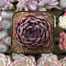 Echeveria 'Black Smoke' 2" Succulent Plant