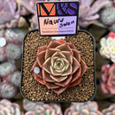 Echeveria 'Nauru Swell' ('Helena' x 'Pumila') 2" Mam&Sister Farm Original Japanese Hybrid Succulent Plant Cutting