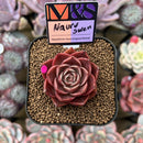 Echeveria 'Nauru Swell' ('Helena' x 'Pumila') 2" Mam&Sister Farm Original Japanese Hybrid Succulent Plant Cutting