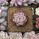 Echeveria 'Cranberry' 1" Succulent Plant Cutting