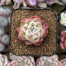 Echeveria 'Cranberry' 1" Succulent Plant Cutting