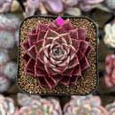 Echeveria 'Shani' 1"-2" Air Magic Seed-Grown Hybrid Succulent Plant Cutting