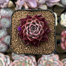 Echeveria 'Shani' 1"-2" Air Magic Seed-Grown Hybrid Succulent Plant Cutting