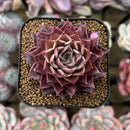 Echeveria 'Shani' 1"-2" Air Magic Seed-Grown Hybrid Succulent Plant Cutting