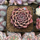 Echeveria 'Shani' 1"-2" Air Magic Seed-Grown Hybrid Succulent Plant Cutting