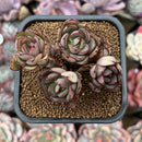 Echeveria 'Hui' 2"-3" Succulent Plant Cutting