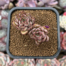 Echeveria 'Hui' 2"-3" Succulent Plant Cutting