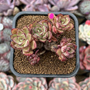 Echeveria 'Hui' 2"-3" Succulent Plant Cutting
