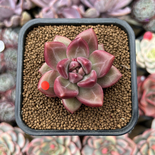 succulents in the philippines Pachyphytum 'Tivoli' 1"-2" Succulent Plant – True Succulents Plant Co
