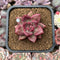 Pachyphytum 'Tivoli' 1"-2" Succulent Plant