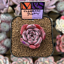 Echeveria 'Thoughtful Poetry' ('Lahasoti' x 'Laurensis' Hybrid) 2" Succulent Plant Cutting
