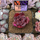 Echeveria 'Thoughtful Poetry' ('Lahasoti' x 'Laurensis' Hybrid) 2" Succulent Plant Cutting
