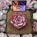 Echeveria 'Thoughtful Poetry' ('Lahasoti' x 'Laurensis' Hybrid) 2" Succulent Plant Cutting