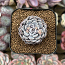 Echeveria 'Gray Rosa' 1" Succulent Plant