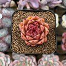 Echeveria 'Spicy' 2" Succulent Plant Cutting