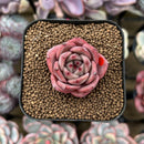 Echeveria Hybrid sp. 1"-2" Seed-Grown Unique Individual Succulent Plant Cutting