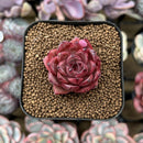 Echeveria Hybrid sp. 1"-2" Seed-Grown Unique Individual Succulent Plant Cutting