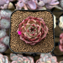 Echeveria Hybrid sp. 1"-2" Seed-Grown Unique Individual Succulent Plant Cutting