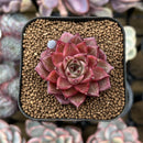 Echeveria Hybrid sp. 1"-2" Seed-Grown Unique Individual Succulent Plant Cutting